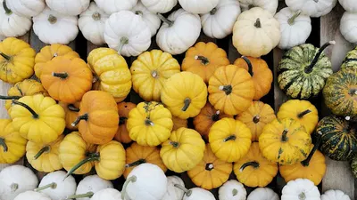 Dyniowa Planeta - Farma Dyniowa Kielce